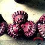 Шарошечное долото 146 С-ЦВ